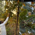 खट्टे मीठे प्रकृति फल चार तोड़ कर स्वाद लेते विधायक प्रेमचंद पटेल